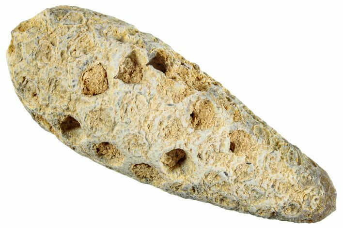 Fossil Cycadophyte Seed Cone - Boujdour, Morocco #267237